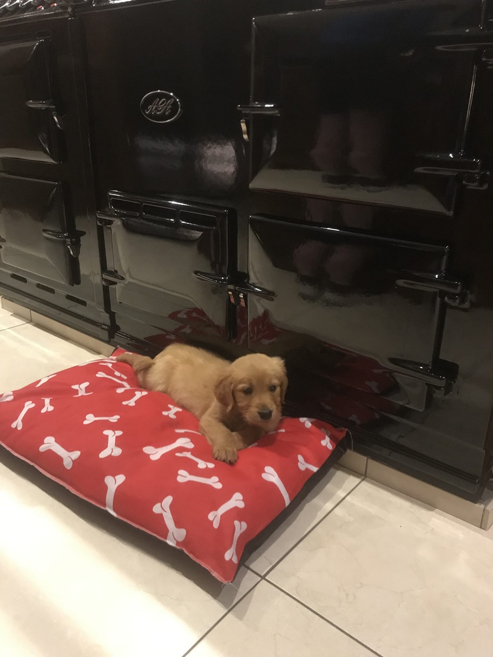 Puppy enjoying the warmth - best dog food for your pet