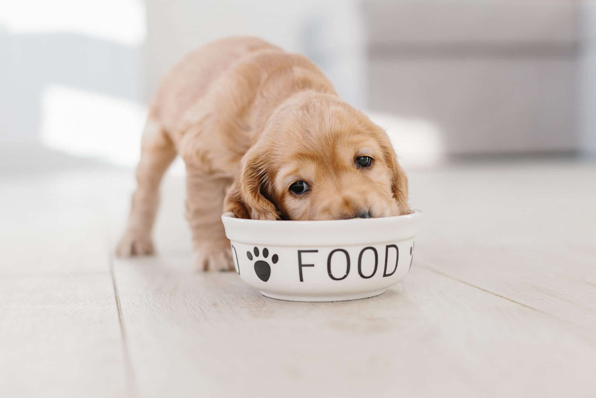 changing your dogs food