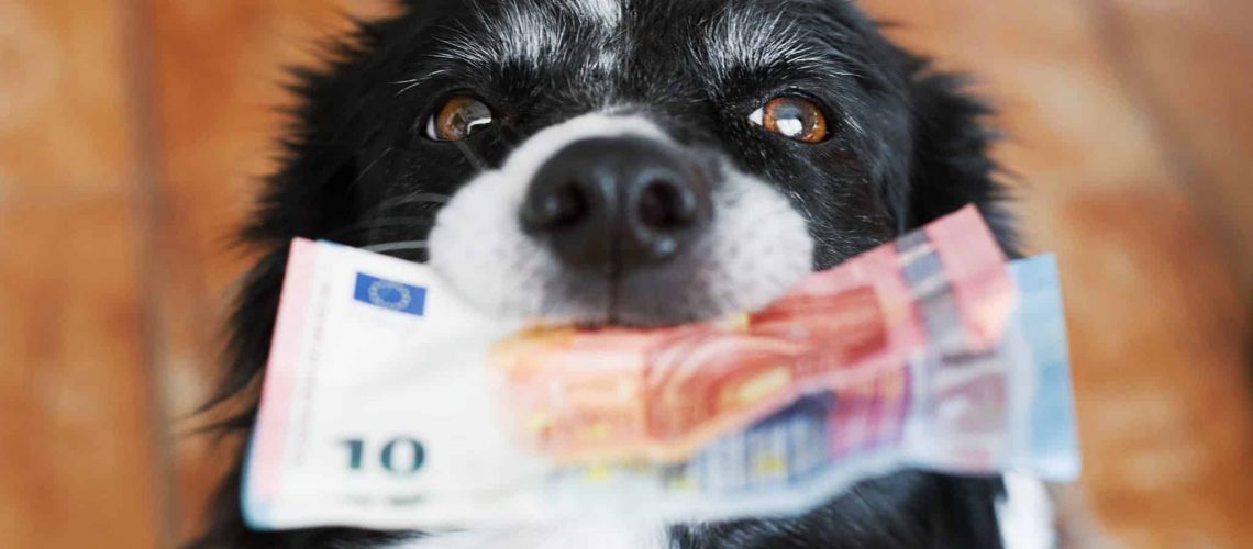 Cute Dog Holding Money in Mouth. Black and White Border Collie with Euro Banknotes.
