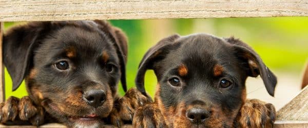 raising puppies - natural dog food